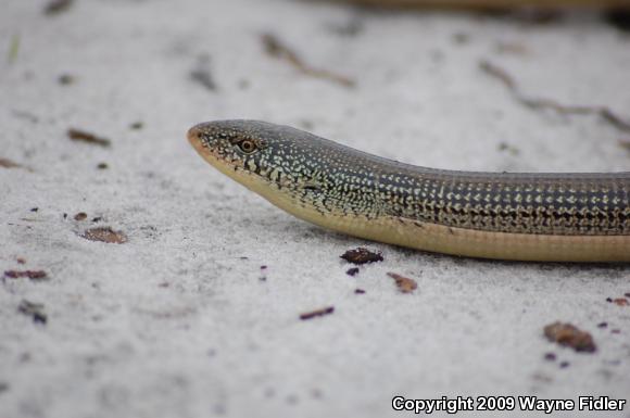 Eastern Glass Lizard (Ophisaurus ventralis)