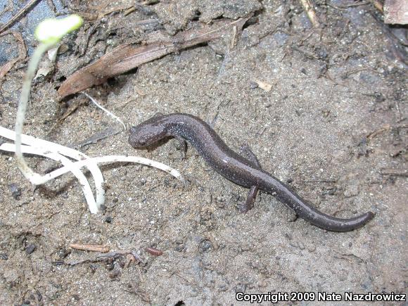 Eastern Red-backed Salamander (Plethodon cinereus)