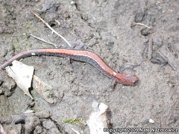 Eastern Red-backed Salamander (Plethodon cinereus)