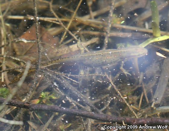 Red-Spotted Newt (Notophthalmus viridescens viridescens)