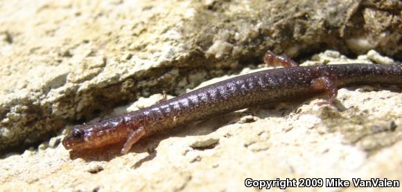 Eastern Red-backed Salamander (Plethodon cinereus)