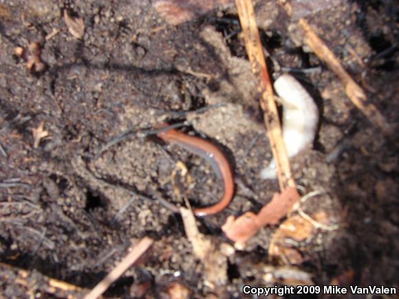 Eastern Red-backed Salamander (Plethodon cinereus)