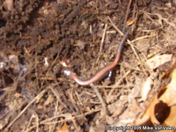 Eastern Red-backed Salamander (Plethodon cinereus)