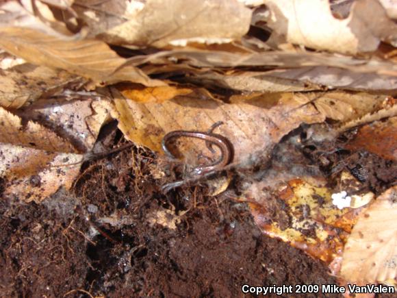 Eastern Red-backed Salamander (Plethodon cinereus)