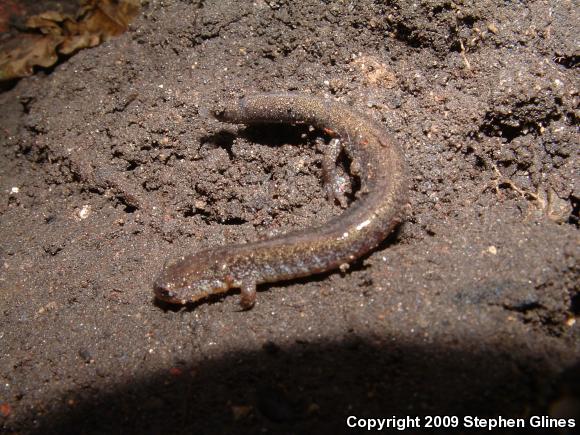 Eastern Red-backed Salamander (Plethodon cinereus)