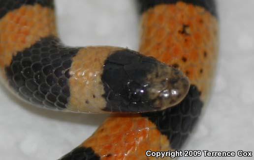 Variable Sandsnake (Chilomeniscus stramineus)