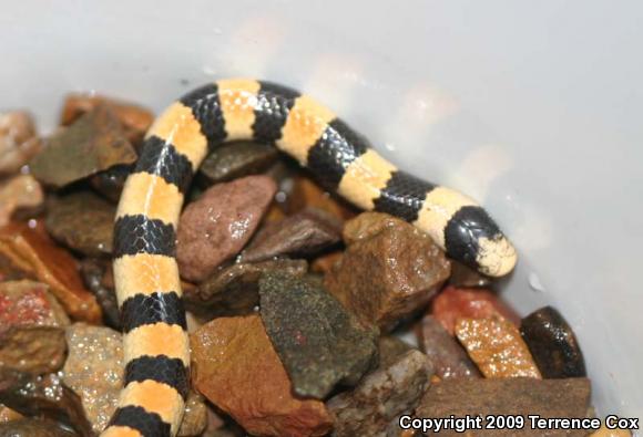 Variable Sandsnake (Chilomeniscus stramineus)