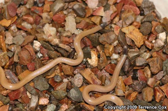 Smith's Black-headed Snake (Tantilla hobartsmithi)