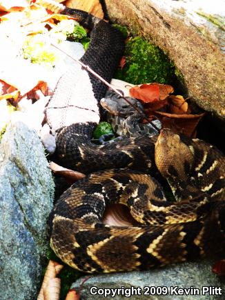 Timber Rattlesnake (Crotalus horridus)