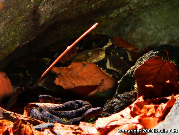 Timber Rattlesnake (Crotalus horridus)