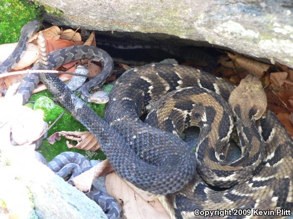 Timber Rattlesnake (Crotalus horridus)