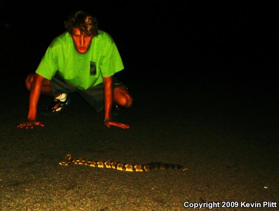 Timber Rattlesnake (Crotalus horridus)