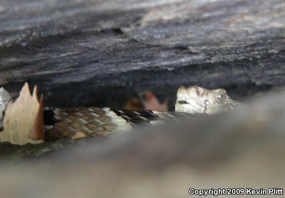 Timber Rattlesnake (Crotalus horridus)