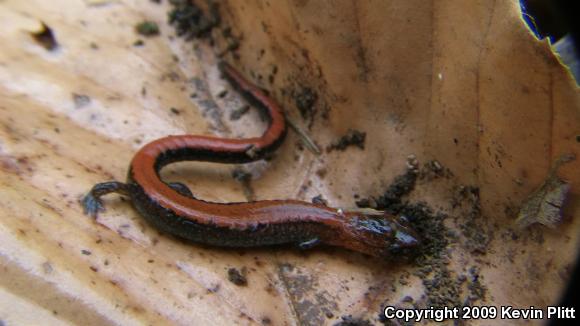 Eastern Red-backed Salamander (Plethodon cinereus)