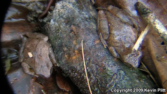 Northern Spring Peeper (Pseudacris crucifer crucifer)