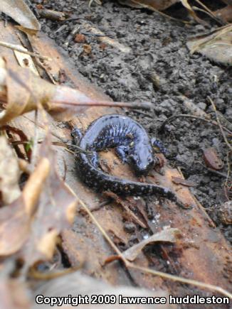 Blue-spotted Salamander (Ambystoma laterale)