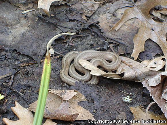 Dekay's Brownsnake (Storeria dekayi)