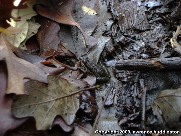 Spring Peeper (Pseudacris crucifer)