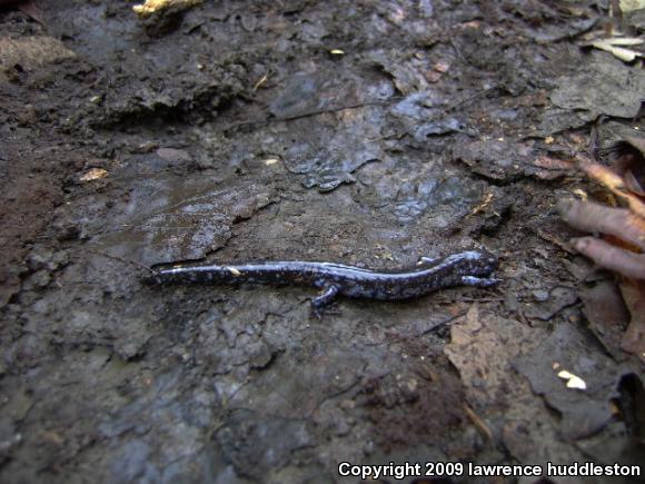 Blue-spotted Salamander (Ambystoma laterale)