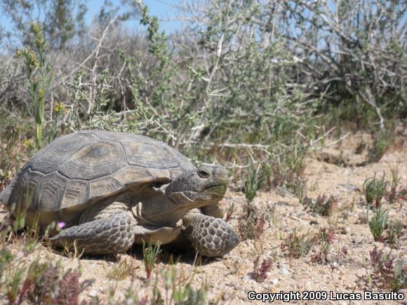 Desert Tortoise (Gopherus agassizii)