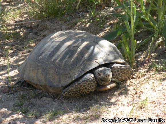 Desert Tortoise (Gopherus agassizii)