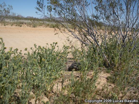 Desert Tortoise (Gopherus agassizii)