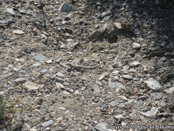 Western Zebra-tailed Lizard (Callisaurus draconoides rhodostictus)