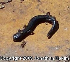 Garden Slender Salamander (Batrachoseps major major)