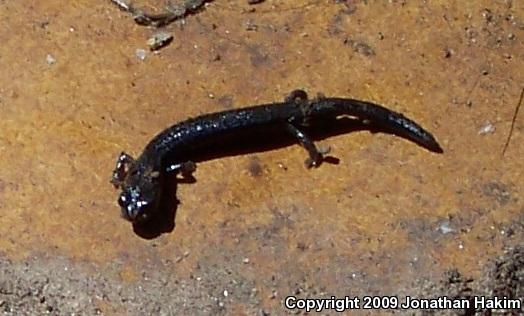 Garden Slender Salamander (Batrachoseps major major)