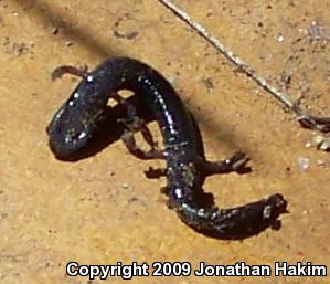 Garden Slender Salamander (Batrachoseps major major)