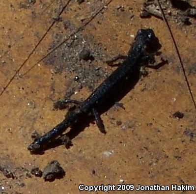 Garden Slender Salamander (Batrachoseps major major)