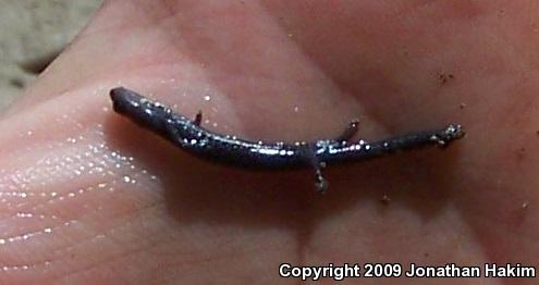 Garden Slender Salamander (Batrachoseps major major)