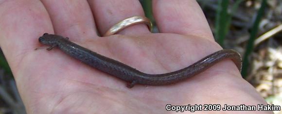 Garden Slender Salamander (Batrachoseps major major)