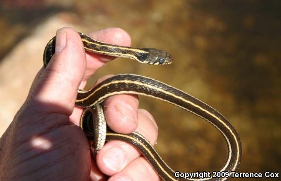 Western Black-necked Gartersnake (Thamnophis cyrtopsis cyrtopsis)