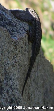 Great Basin Fence Lizard (Sceloporus occidentalis longipes)