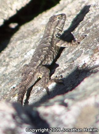 Great Basin Fence Lizard (Sceloporus occidentalis longipes)