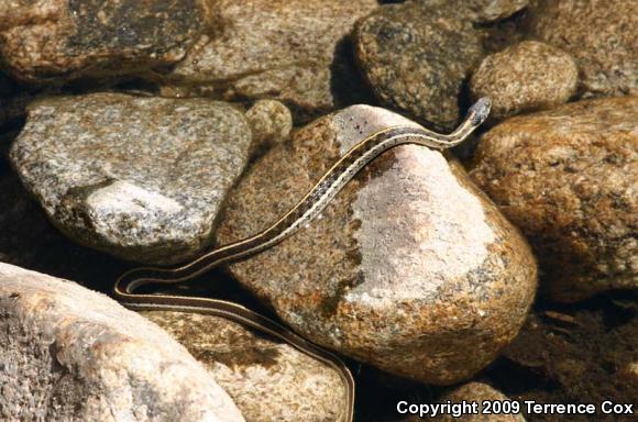 Western Black-necked Gartersnake (Thamnophis cyrtopsis cyrtopsis)