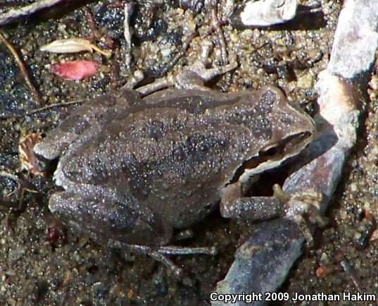 Baja California Treefrog (Pseudacris hypochondriaca)