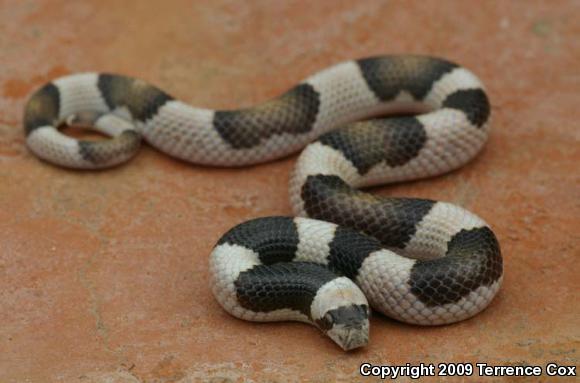 Saddled Leaf-nosed Snake (Phyllorhynchus browni)