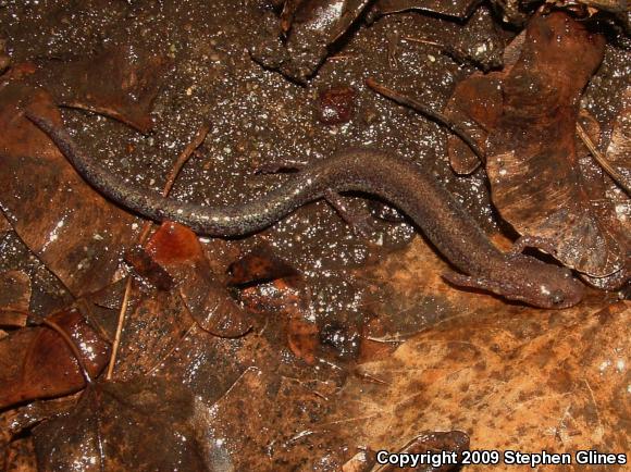 Eastern Red-backed Salamander (Plethodon cinereus)