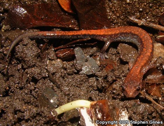 Eastern Red-backed Salamander (Plethodon cinereus)