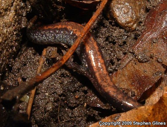 Eastern Red-backed Salamander (Plethodon cinereus)