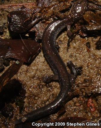 Eastern Red-backed Salamander (Plethodon cinereus)