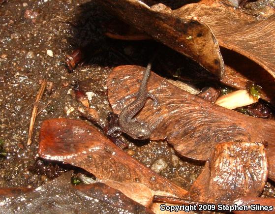 Eastern Red-backed Salamander (Plethodon cinereus)