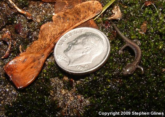 Eastern Red-backed Salamander (Plethodon cinereus)