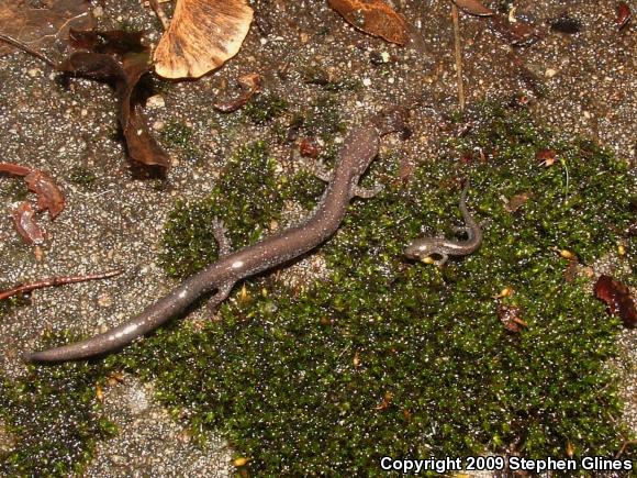 Eastern Red-backed Salamander (Plethodon cinereus)