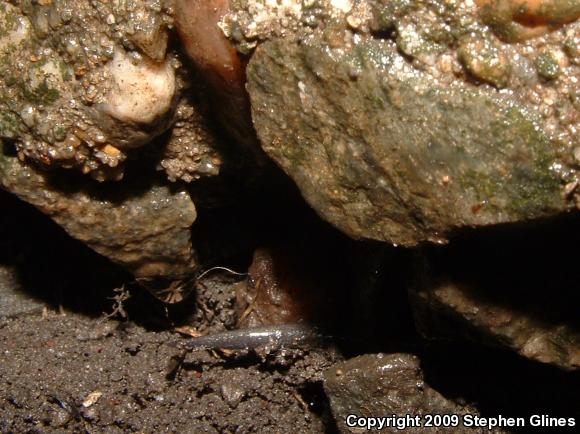 Eastern Red-backed Salamander (Plethodon cinereus)