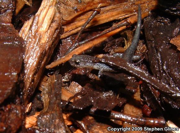 Eastern Red-backed Salamander (Plethodon cinereus)