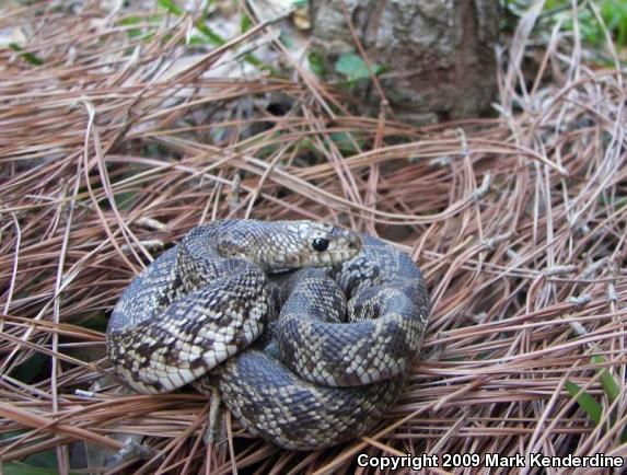 Florida Pinesnake (Pituophis melanoleucus mugitus)