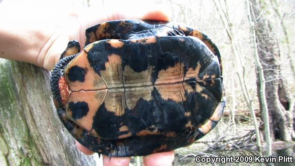 Spotted Turtle (Clemmys guttata)